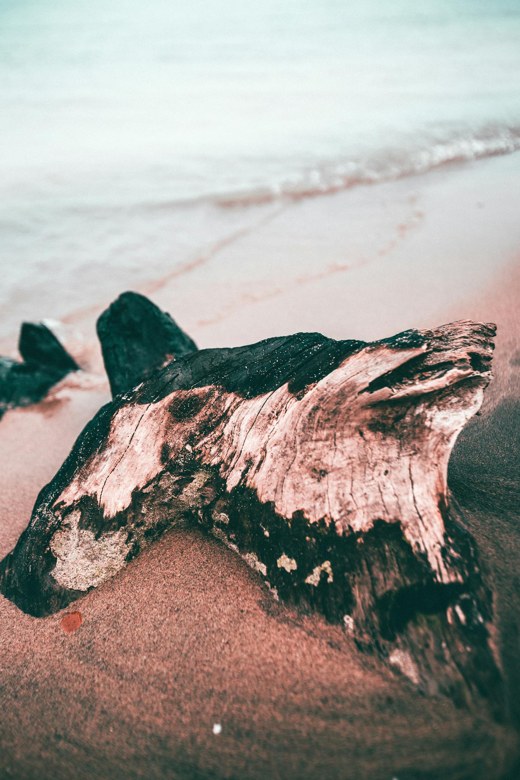 Ein Stück Treibholz am Strand